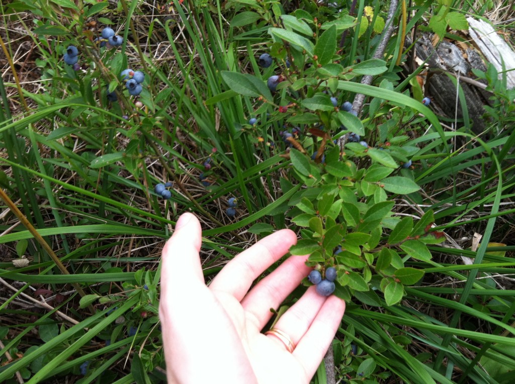 Many people told us there probably wouldn't be many berries left, but in half and hour we picked quite a bit! The ground was covered with blueberry plants. It was a beautiful day for it too!